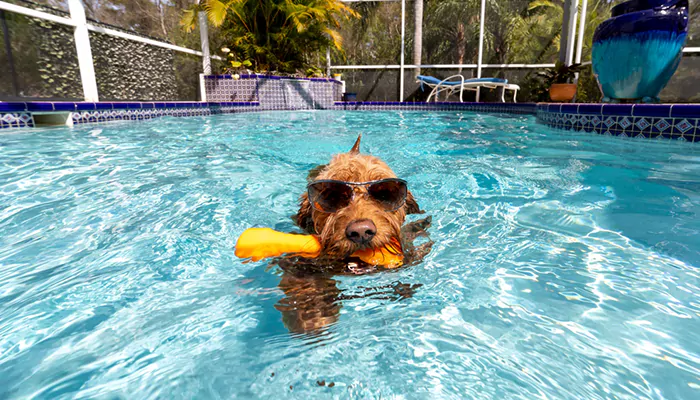 Swim Safety 101 - Introduce Your Dog To Water And Ensure A Splashing Good Time